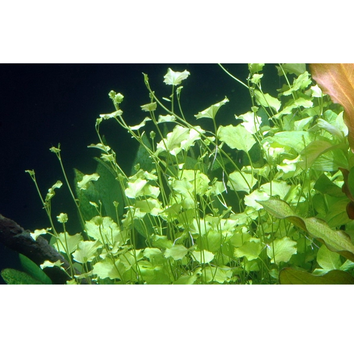 Tropica Akvarieplante i potte Cardamine lyrata